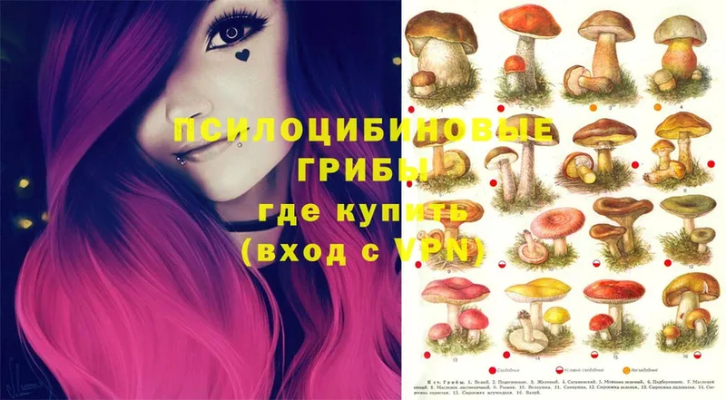 Псилоцибиновые грибы Psilocybe  Калтан 